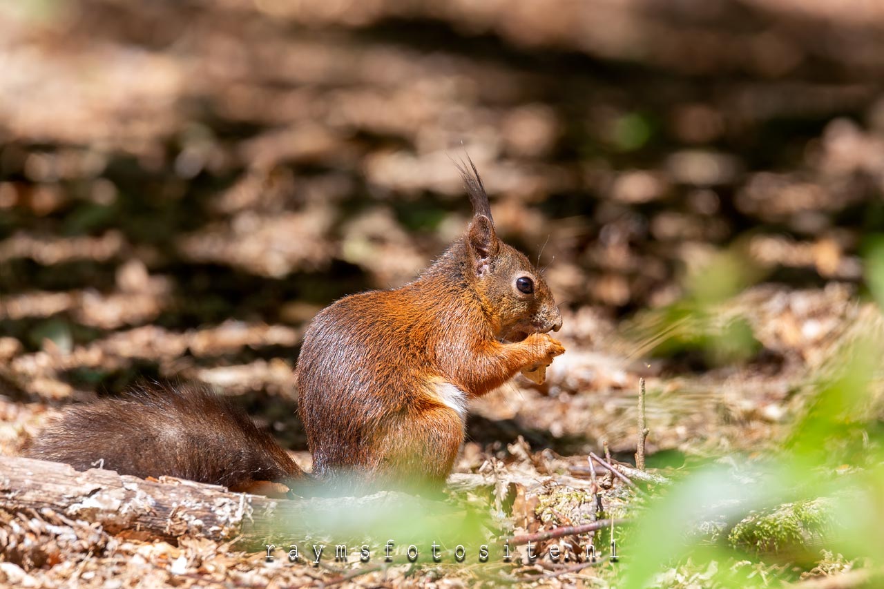 Rode eekhoorn in het wandelbos in Tilburg