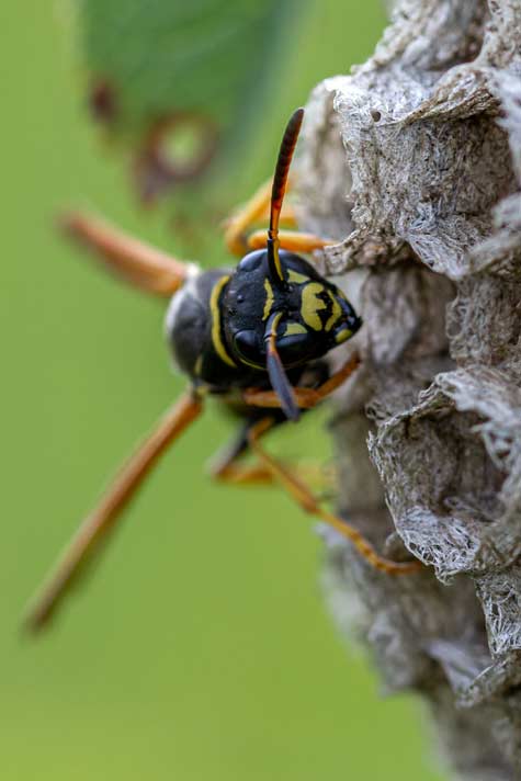 Macrofotografie en dieren: insecten. Wantsen, wespen en andere vreemde insecten.