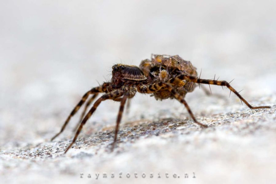 Wolfspin | met jongen op haar rug | macrofotografie
