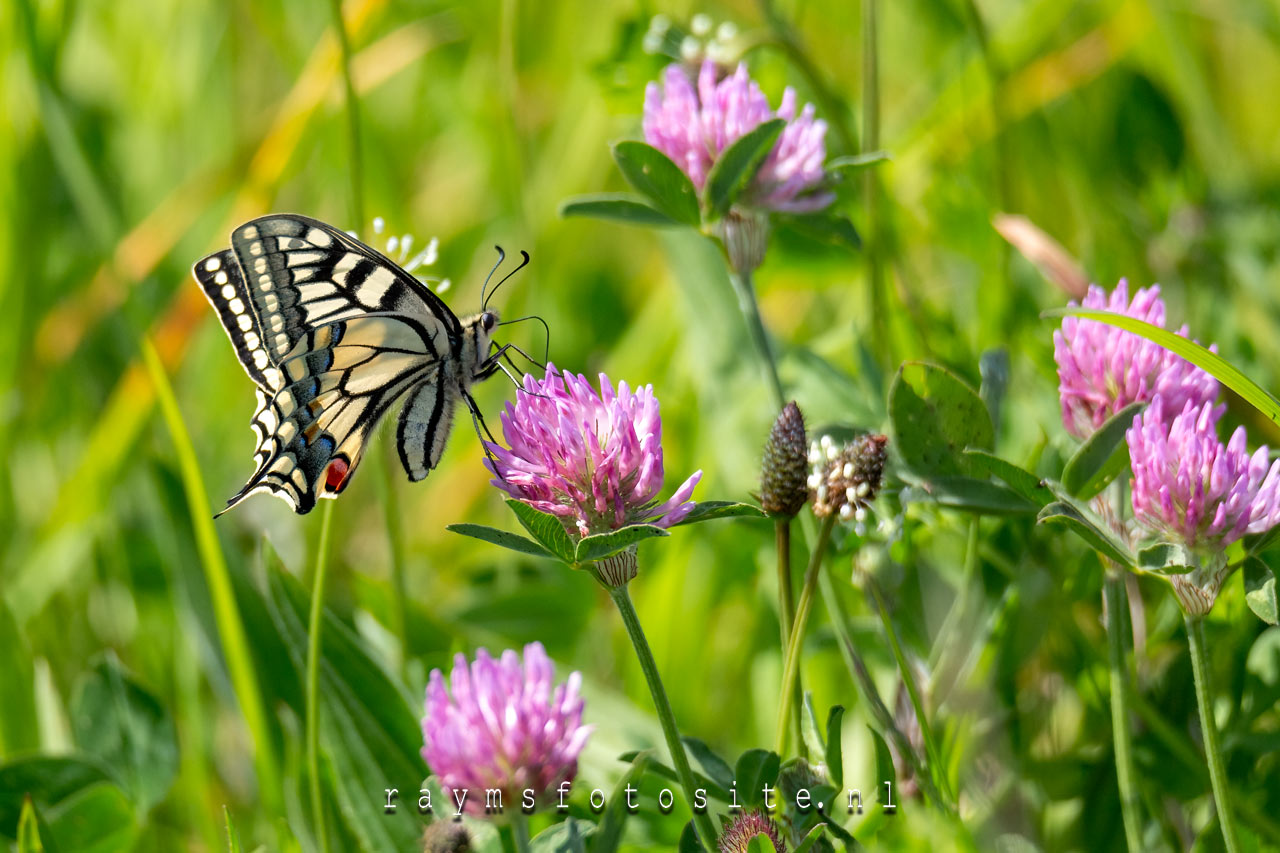 Koninginnenpage vlinder in de Biesbosch