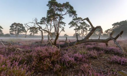 Bloeiende Heide