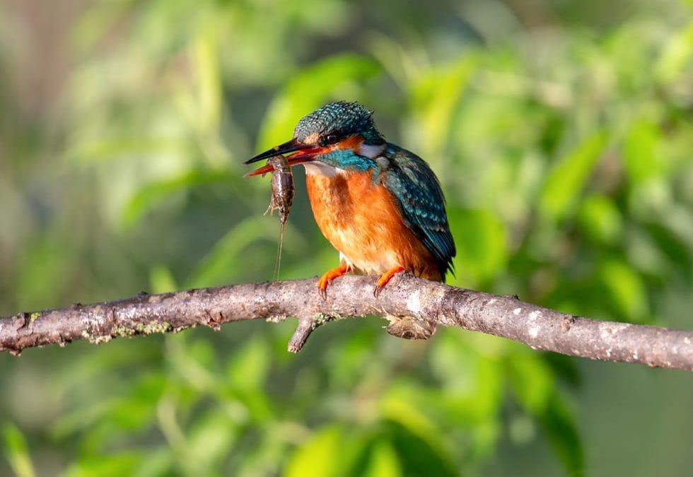 ijsvogels