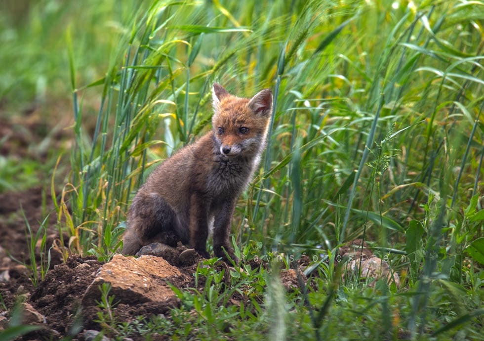 Jonge vos. Een verassing in de Ardennen in België, ik zie een jong vosje!