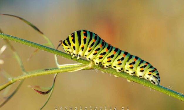 Koninginnenpage Rups