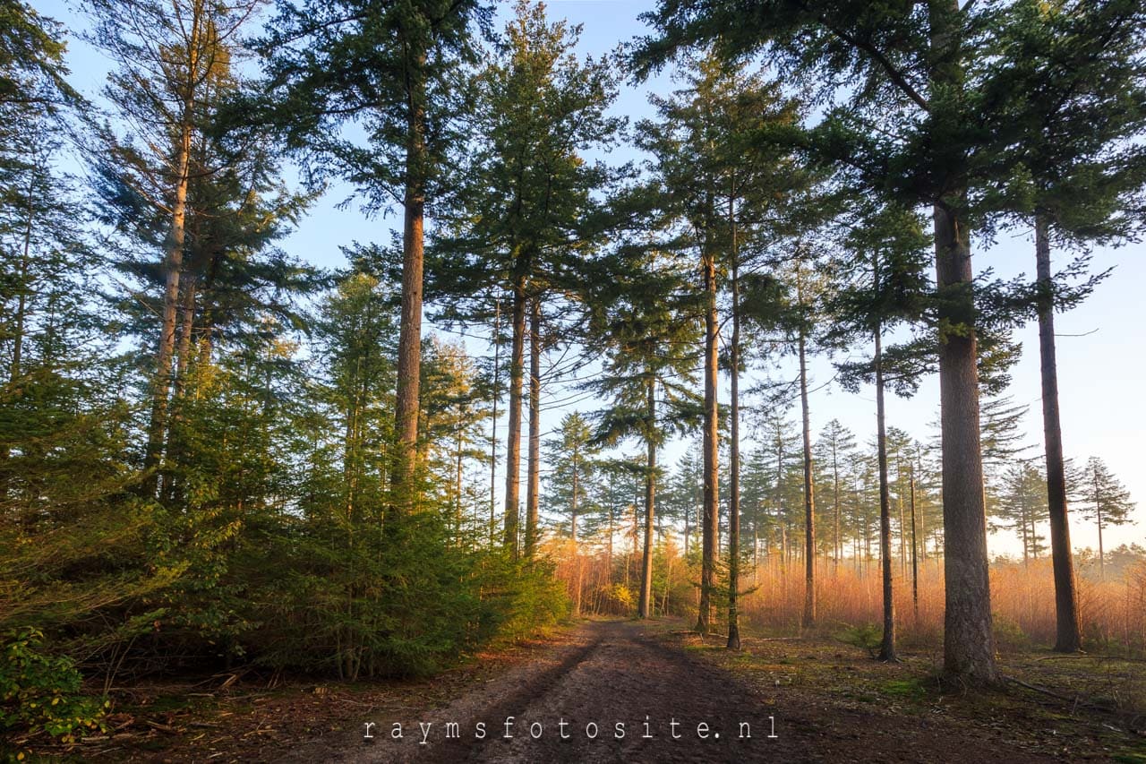 Het bos bij Leersum vroeg in de ochtend