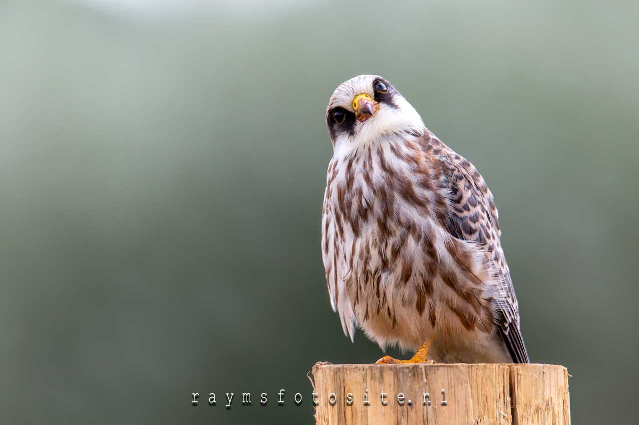 Dit exemplaar is een jong vrouwtje. Falco vespertinus.