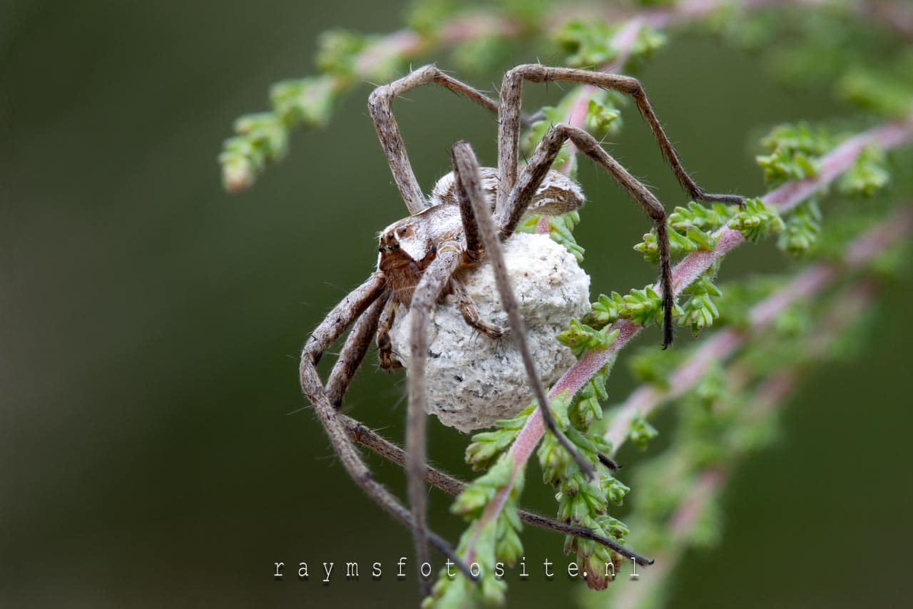 Kraamwebspinnen danken hun Nederlandse naam aan hun vorm van broedzorg waarbij een web wordt gemaakt dat dient als een soort kraamkamer.