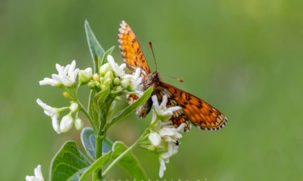 Vlinders vlinderparadijs Viroinval