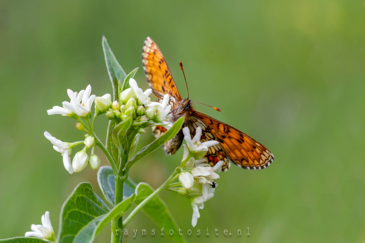 Vlinders vlinderparadijs Viroinval. Een bosparelmoervlinder.