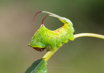 Vlinders en rupsen : De rups van de hermelijnvlinder. Bij gevaar of bij een schrikreactie, steekt hij zijn staart omhoog.
