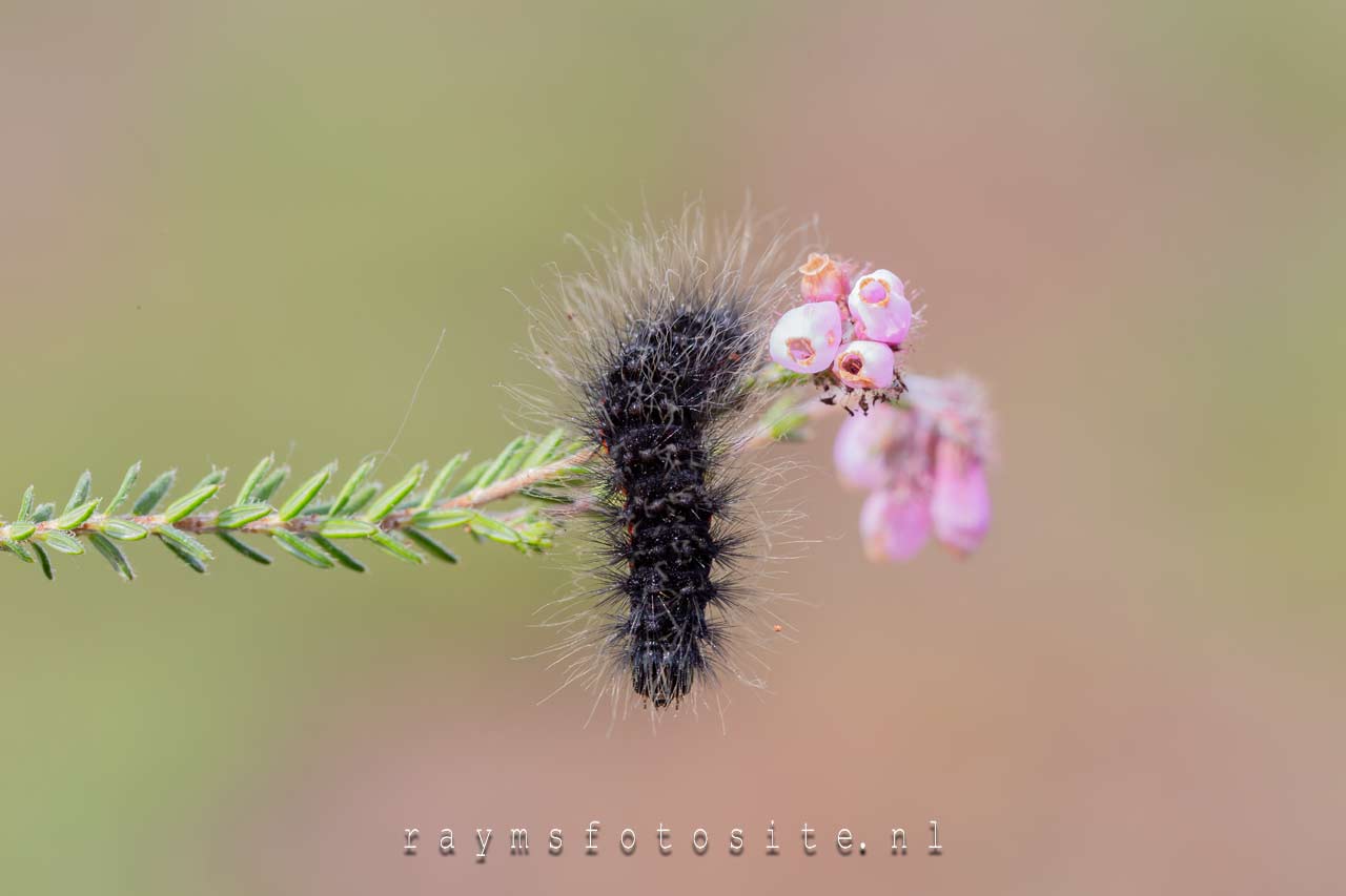 Veenheide uil. Een nachtvlinder uit de familie Noctuidae, de uilen