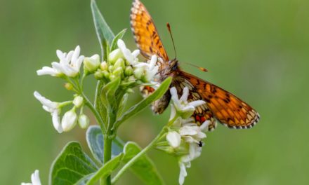 Vlinders vlinderparadijs Viroinval