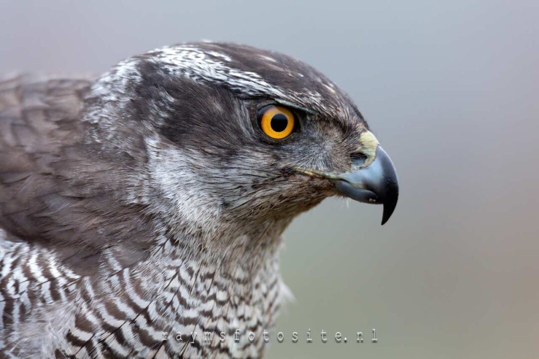 Roofvogels en Vogels | Blauwe Kiekendief | Kerkuilen | Havik