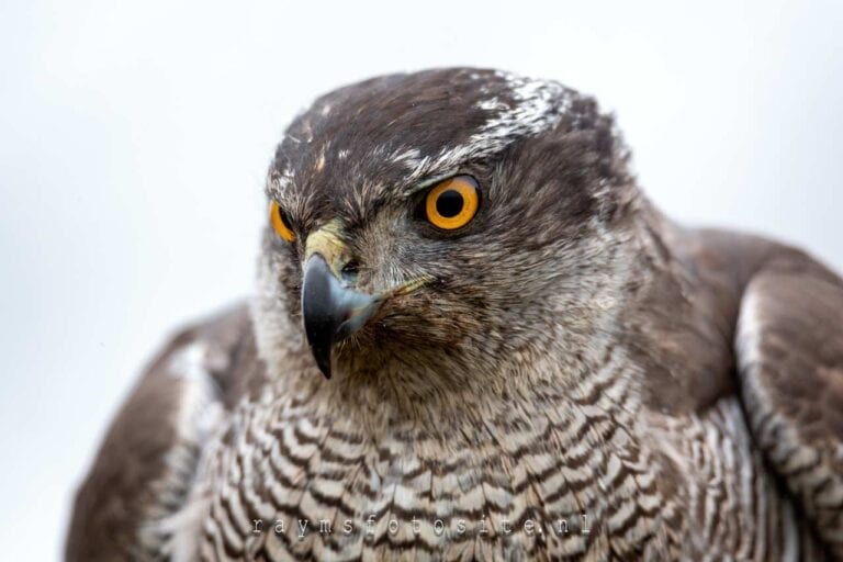 Roofvogels en Vogels | Blauwe Kiekendief | Kerkuilen | Havik