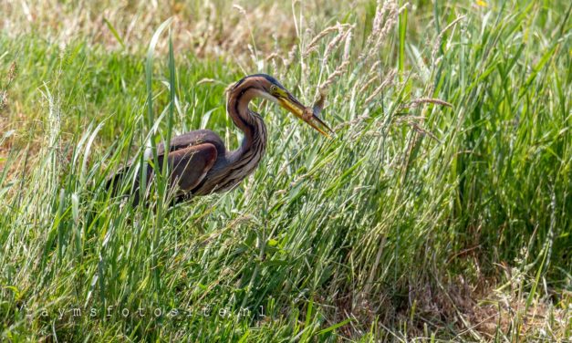 Purperreiger