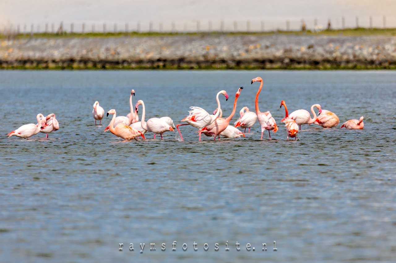 Fotografie locaties. Flamingo`s bij de Grevelingendam in Zeeland.
