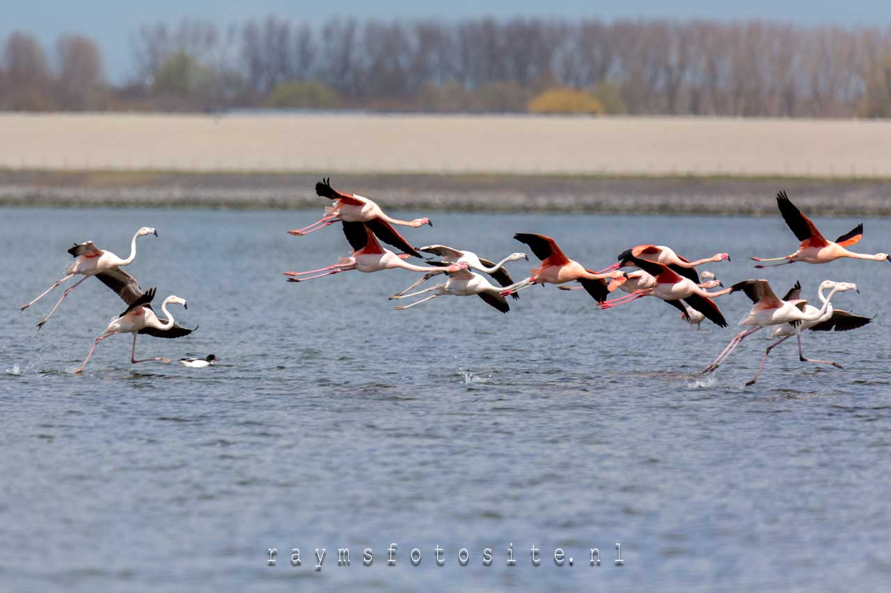 Flamingo`s bij de Grevelingendam in Zeeland.