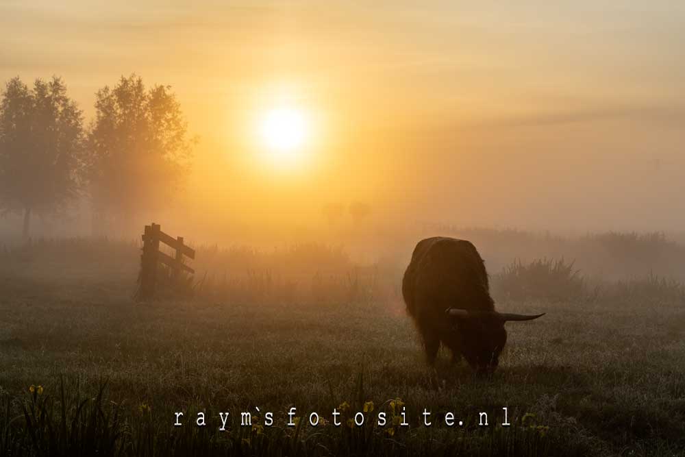 Schotse hooglander tijdens zonsopkomst