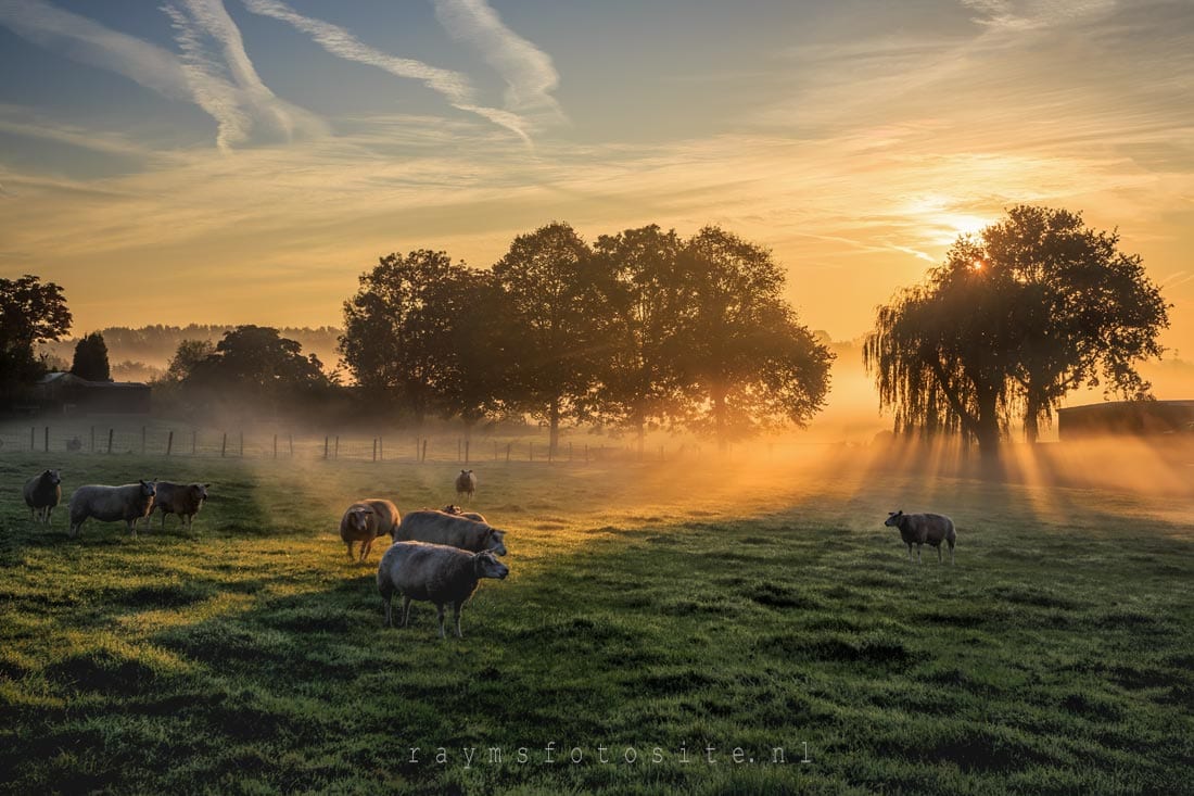 zonsopkomst in de polder met grondmist. Een boerderij, wat schapen en mooi licht maken van een saaie plek een mooie plek.