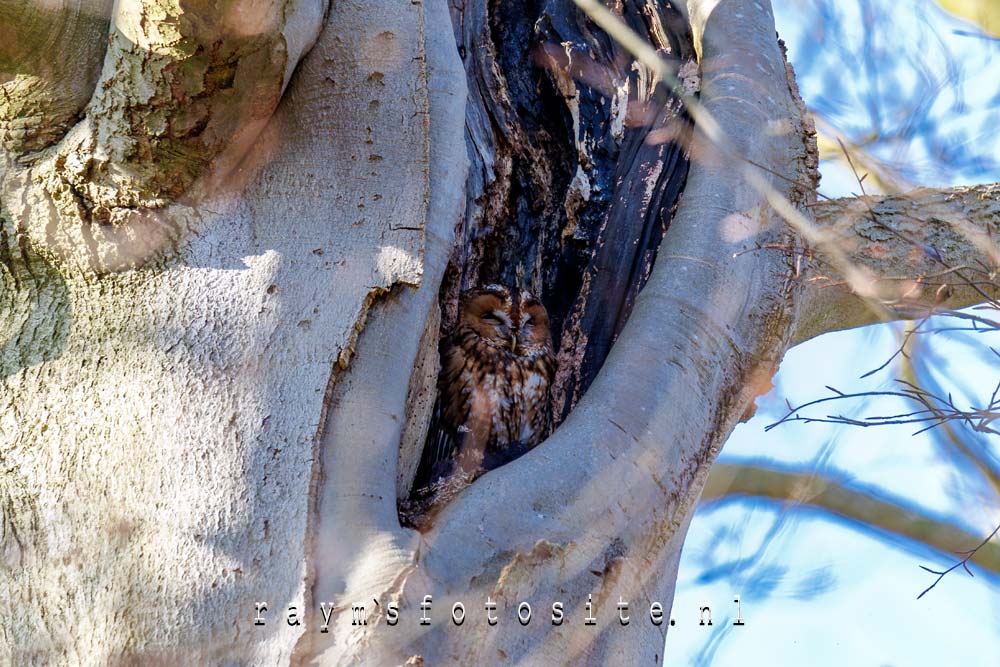 Dir exemlaar zat hoog in de boom in Wassenaar.