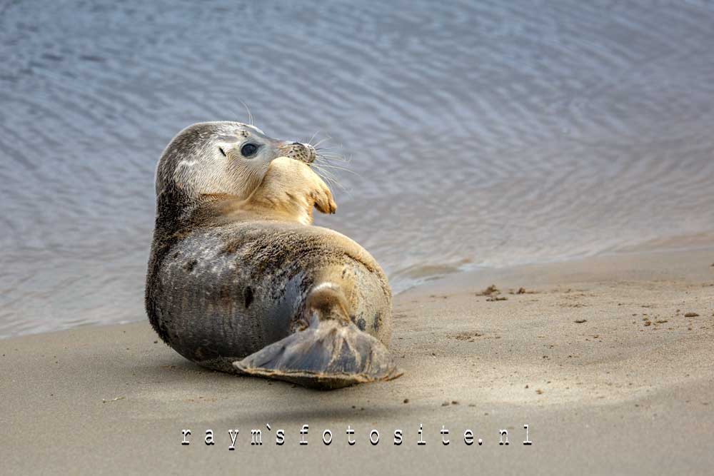 Prachtig deze gewone zeehond op het strand van Katwijk aan Zee.