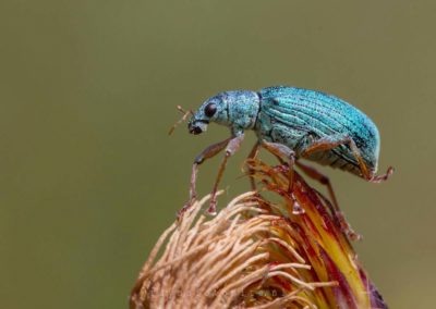 Insecten overig: De groene snuitkever. De meeste snuitkevers worden als ongedierte gezien.