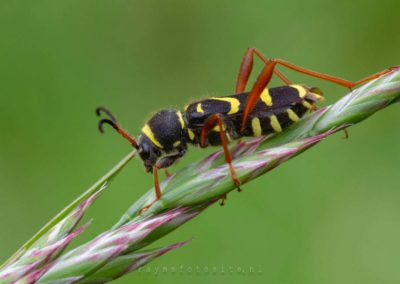 De kleine wespenbok is een tot 15 millimeter lange kever uit de familie boktorren.