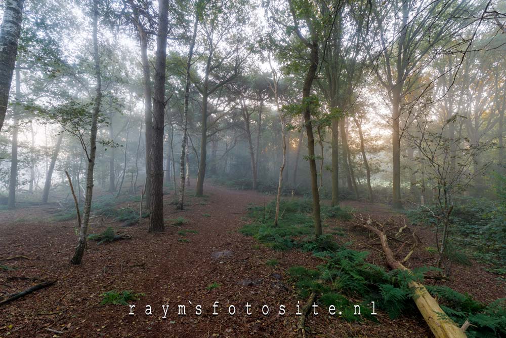 Mist in het bos is wat je nodig hebt om mooie zonnestralen te krijgen.