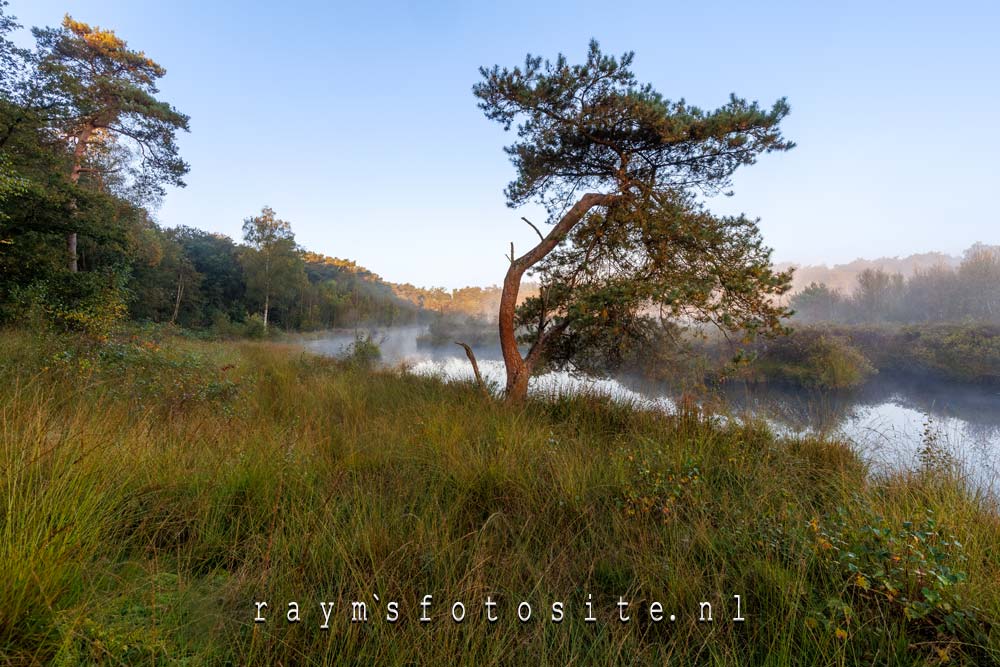 Een eenzame den bij de vennen van Patersmoer bij de Strijbeekse heide.