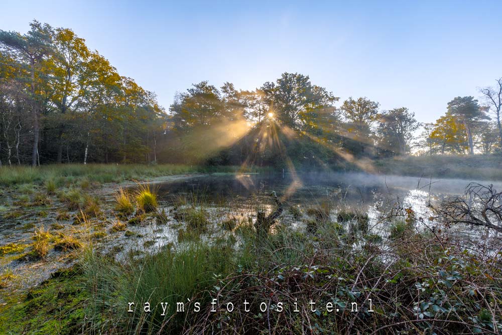 Wandeling langs het goudbergven in Noord Brabant. In het bos een mooie zonneharp.