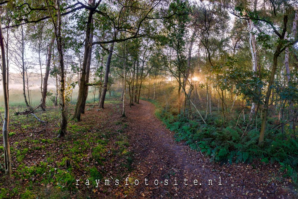 Een beetje mist in het bos zorgt voor de mooie zonnestralen die er dan te zien zijn.