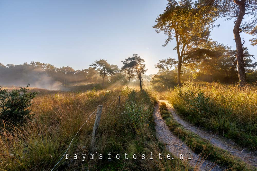 Een prachtige zonneharp bij boswachterspad Smokkelroute Strijkbeek.