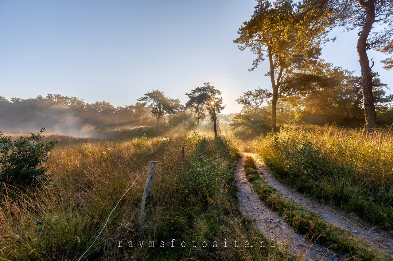 Een prachtige zonneharp bij boswachterspad Smokkelroute Strijkbeek.