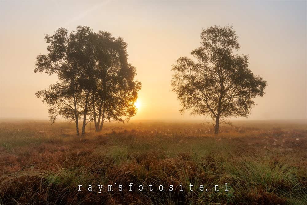 2 bomen met de zon die opkomt, zorgt voor een aardige foto.