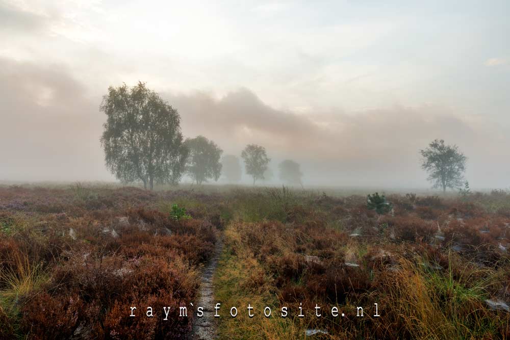 Nevel en mist op de ginkelse heide.