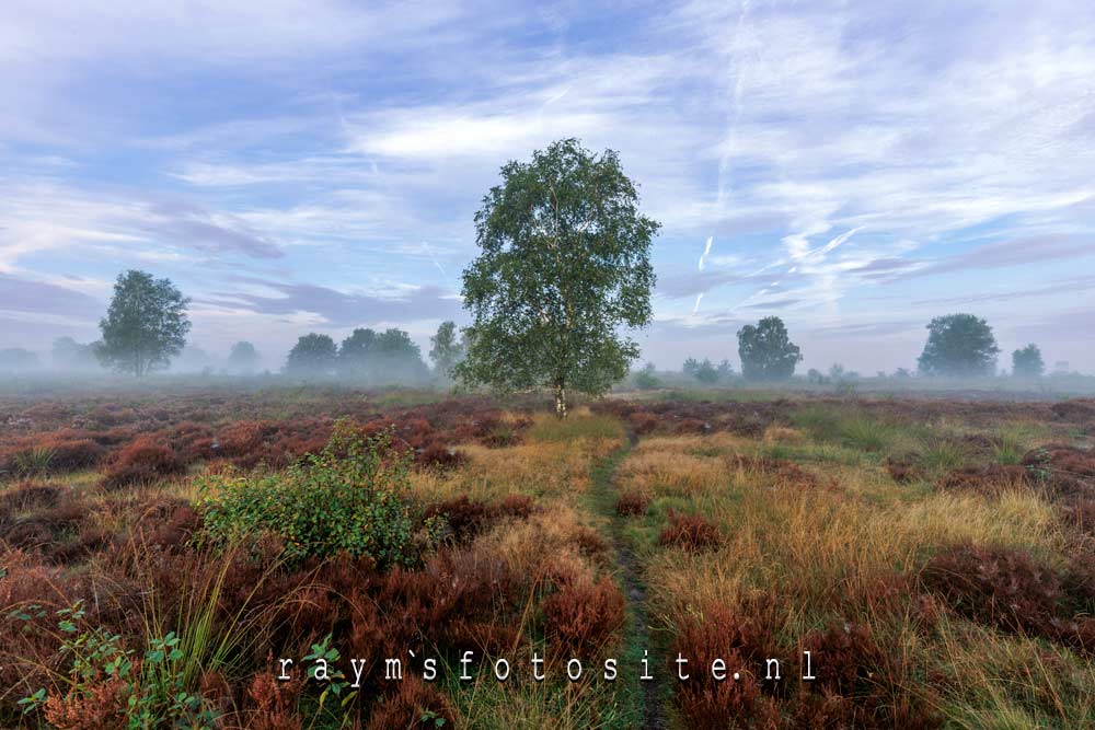 De heide is wat plat, en je hebt wat bomen nodig om diepte te creëren.