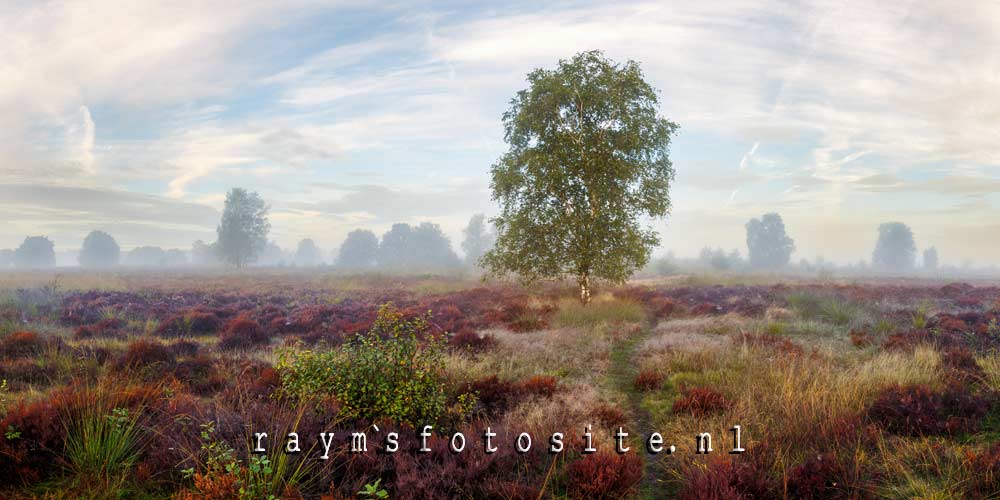 De heide bloeit nog een beetje en de grondmist hant nog een beetje over de heide.