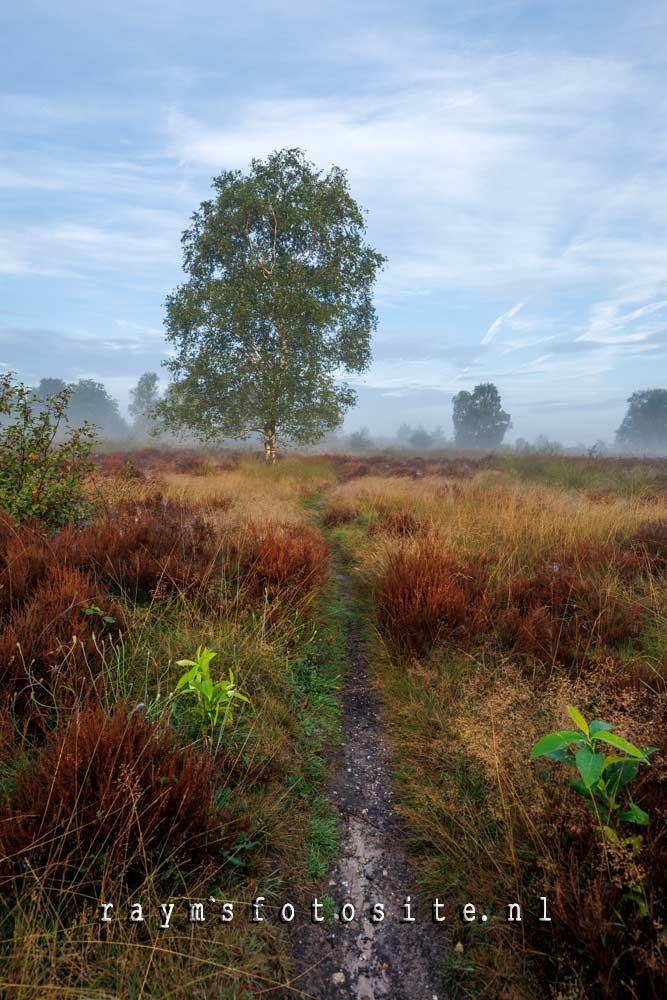 Een lichte mist over de heide zorgt voor een apart sfeertje.