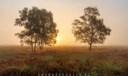 Ginkelse heide