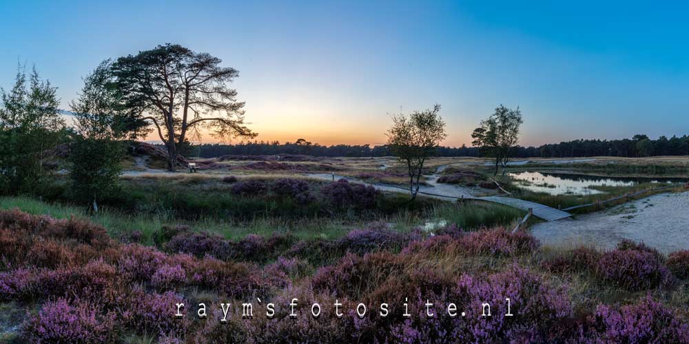 Bloeiende heide bij het bosmeertje. Een mooi natuurgebied waar je heerlijk kan wandelen!