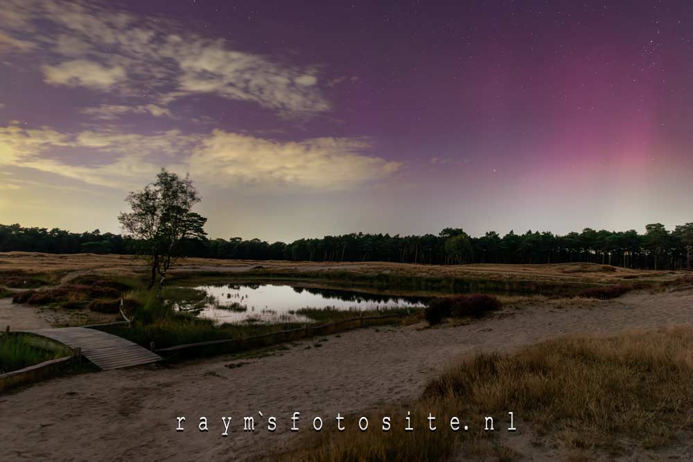 Bosmeertje op de heide op de heide tussen Zeist, Driebergen en Austerlitz.