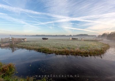 Landschappen. Koeien in het weiland met mist.
