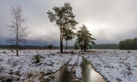 Sneeuwlandschappen