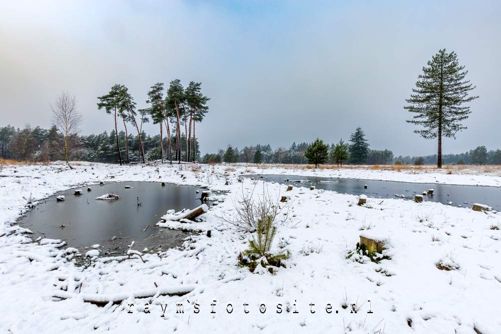 Sneeuwlandschappen. Er schijnen veel zwijnen in het gebied te lopen.