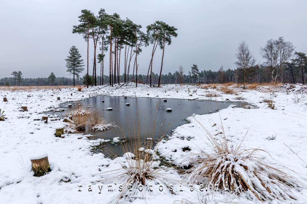 Spinsterberg. Een natuurgebied met veel mooie kleine vennen in de sneeuw.