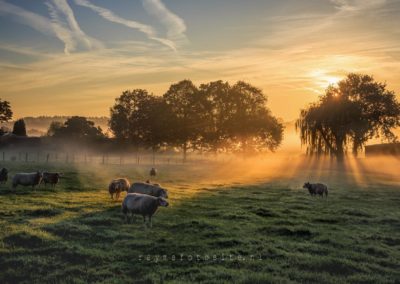 Een prachtige zonsopkomst in de polder met schapen op de voorgrond.