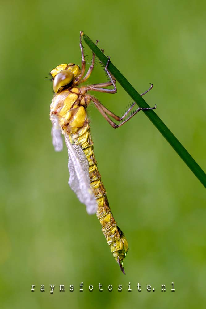 Blauwe glazenmaker, Aeshna cyanea. Net uitgeslopen uit zijn larvehuidje.