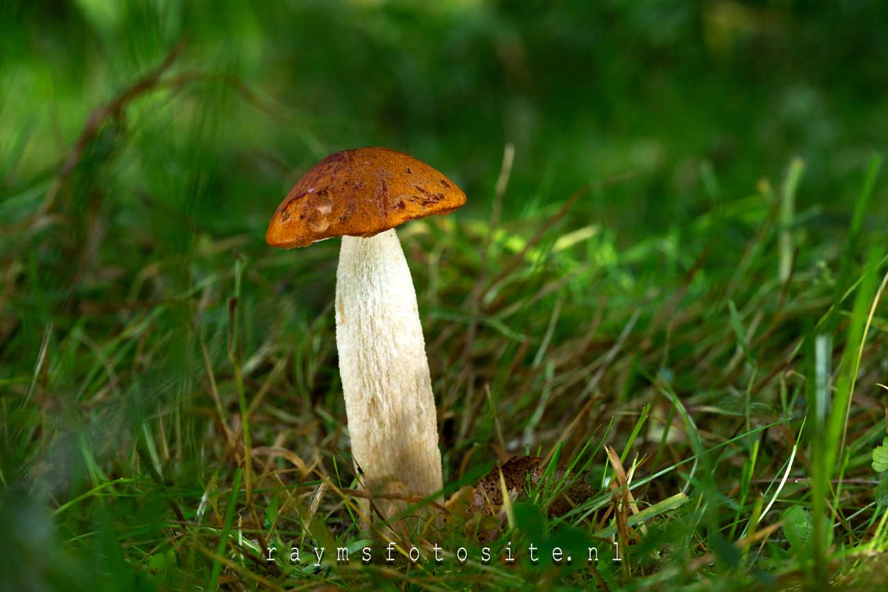 De gewone berkenboleet, een paddenstoel uit de familie Boletaceae.