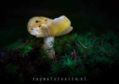 Lightpainten met paddenstoelen. Gele knolamaniet.
