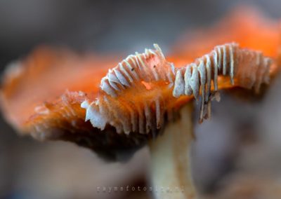 Paddenstoel. Een prachtig detail van deze oranje paddenstoel.